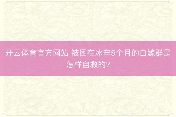 开云体育官方网站 被困在冰牢5个月的白鲸群是怎样自救的?